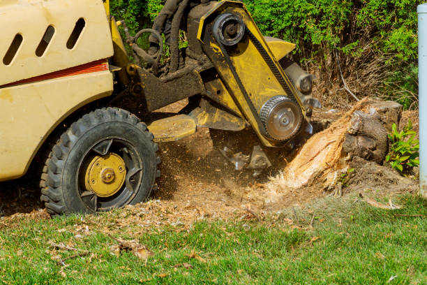 Best Tree Removal Contractors  in Steiner Ranch, TX